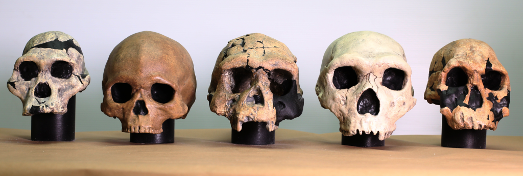 Interactive skulls