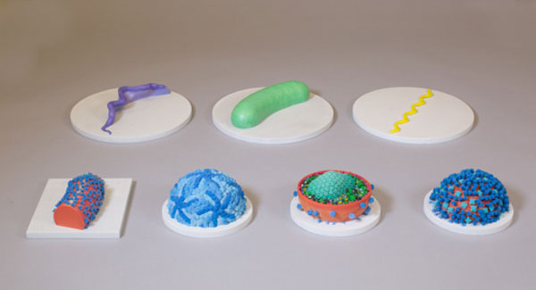 seven 3D models of pathogens