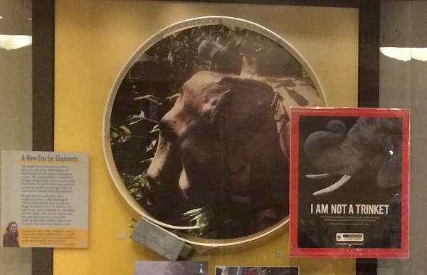 A circular band with a gray box on it surrounds an image of an elephant's head.